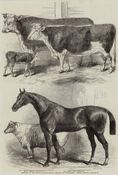 Reunión de la Sociedad Real de Agricultura en Worcester, Animales Premiados de Harrison William Weir
